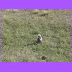 Prairie Dog 2.jpg